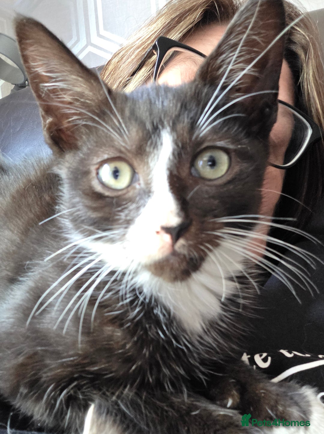 Mixed Breed cats for sale: Kittens for sale - Image 1