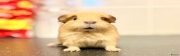Guinea Pig rodents for sale: Single adult male and 2 female babies  - Advert 6