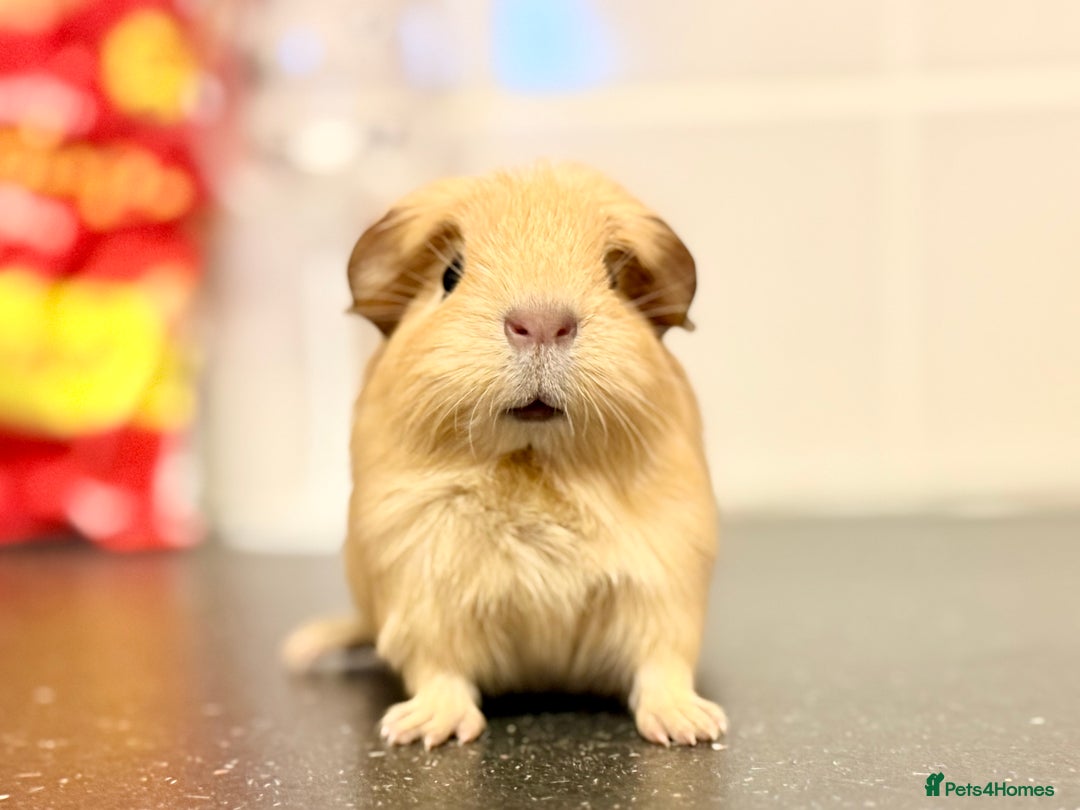 Guinea Pig rodents for sale: Single adult male and 2 female babies  - Advert 6