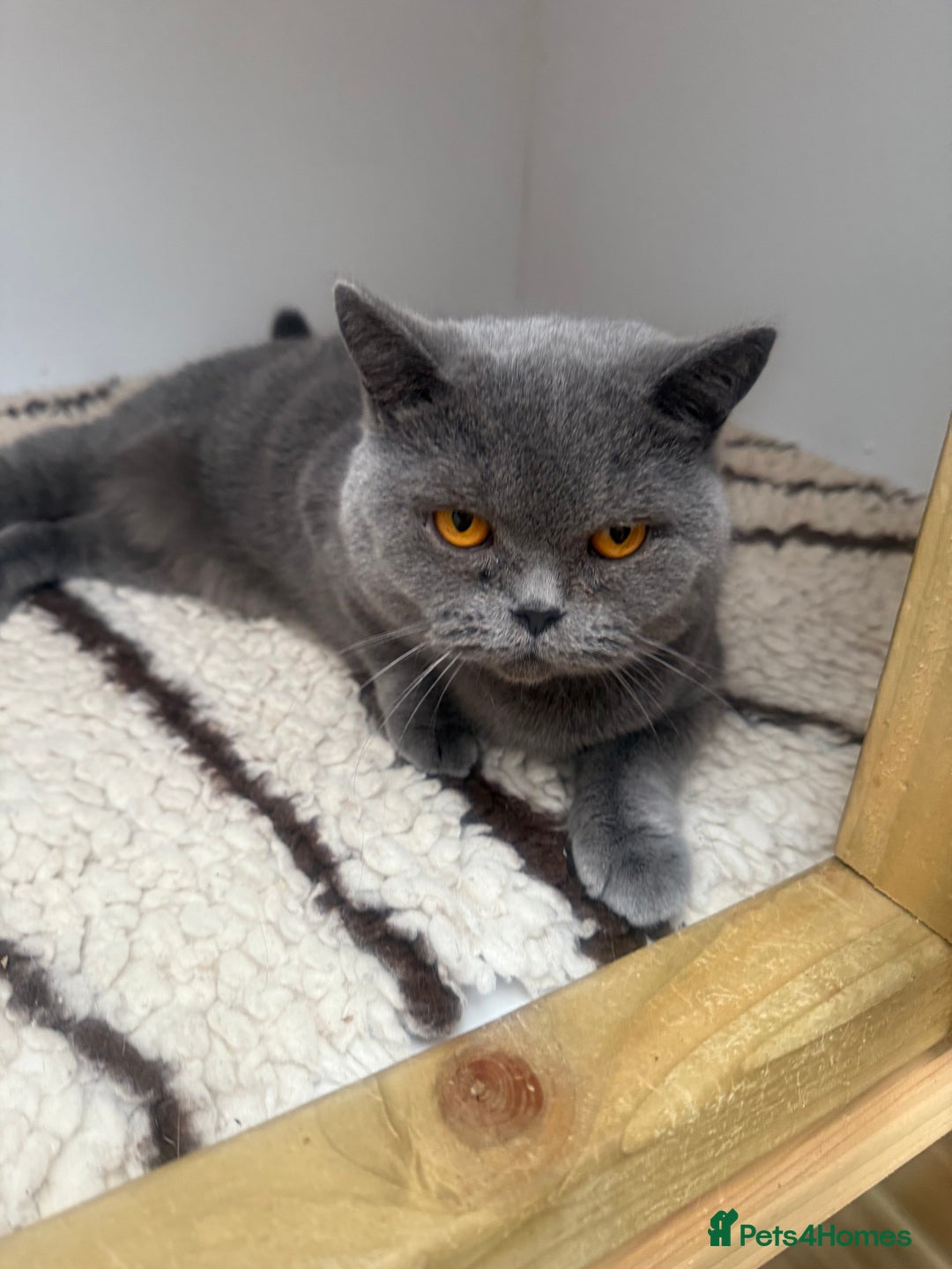 British Shorthair cats for sale: British Adults  - Advert 3