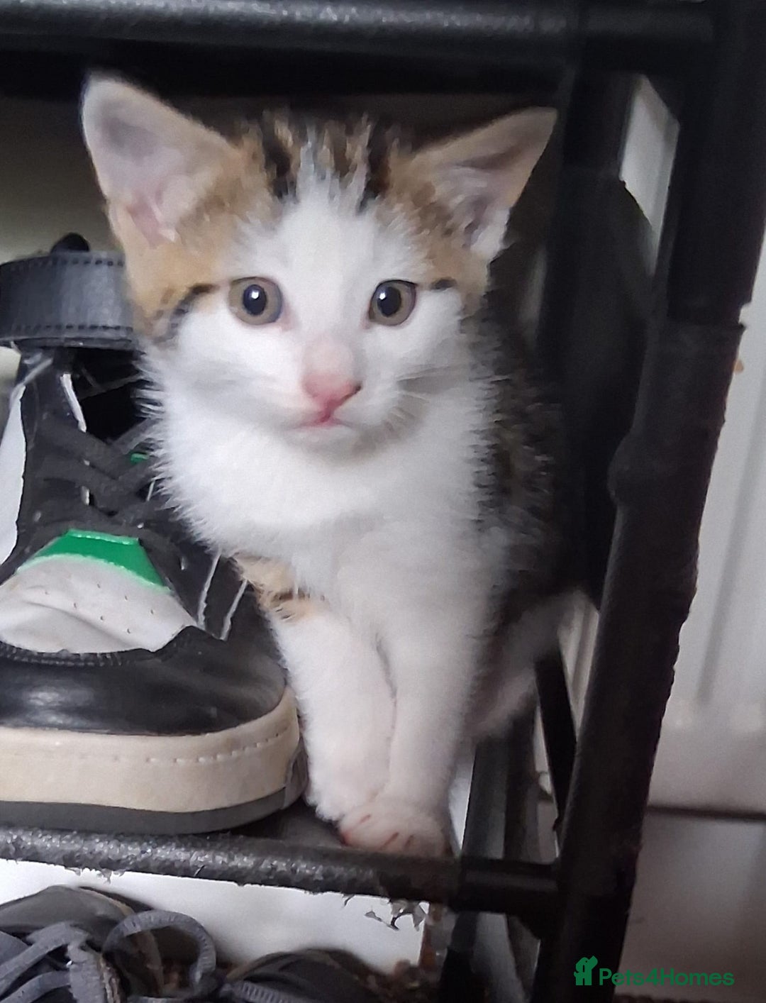 Mixed Breed cats for sale: Three kittens  - Image 9