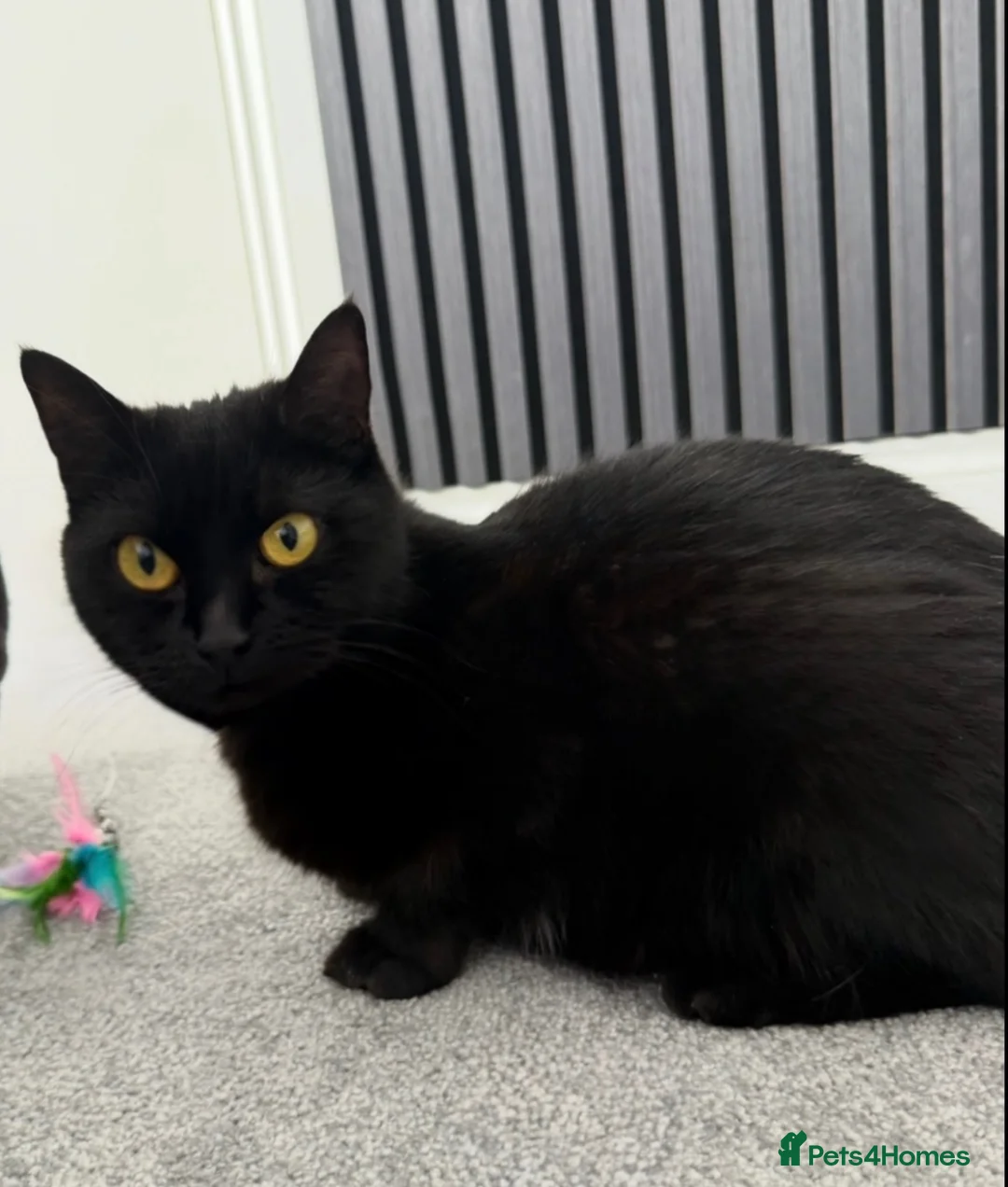 Mixed Breed cats for sale: Beautiful fluffy mixed British Shorthair kittens  - Advert 10