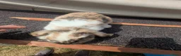 Mini Lop rabbits for sale: Mini lops  - Advert 4
