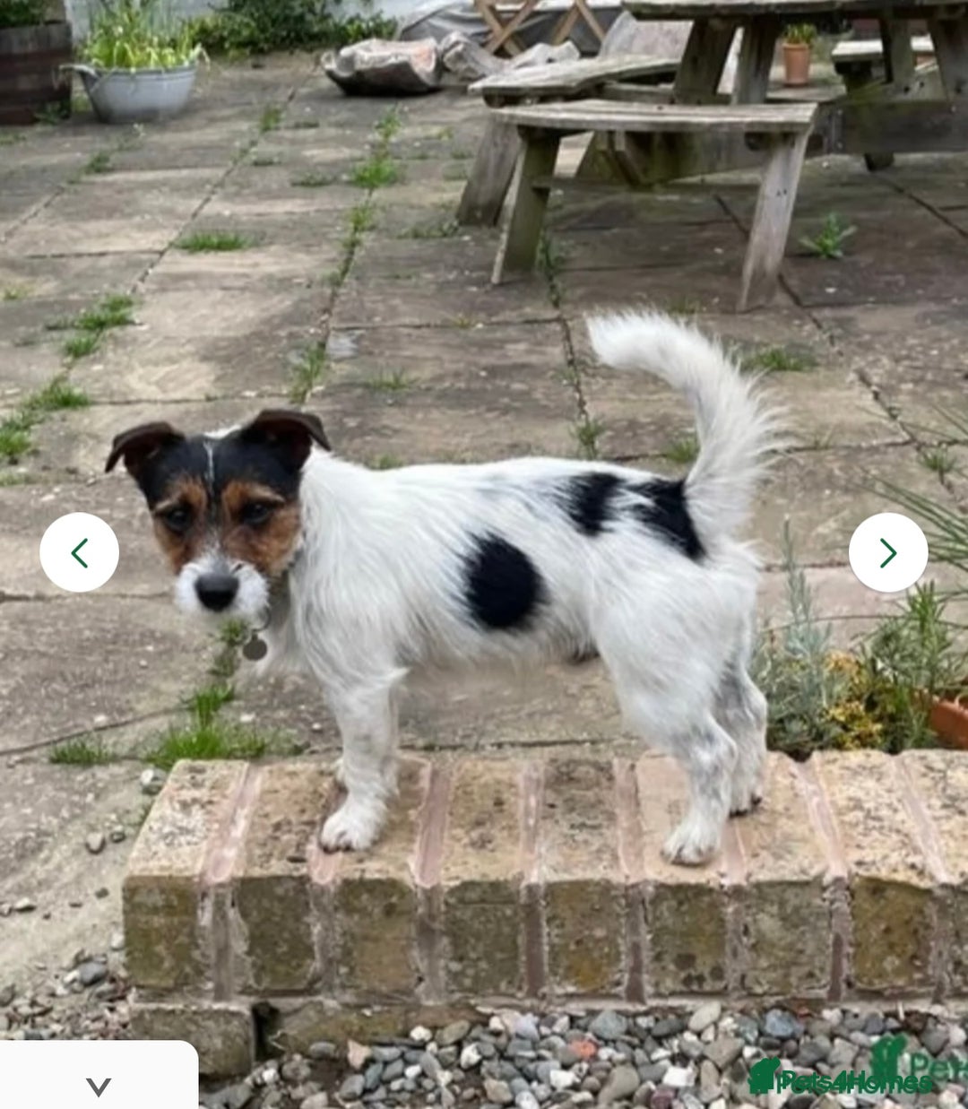 Jack Russell dogs for sale: Jack Russel Puppies - Image 4