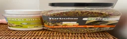 Tortoise reptiles for sale: Horsefield tortoise with pellets+calcium powder - Advert 2