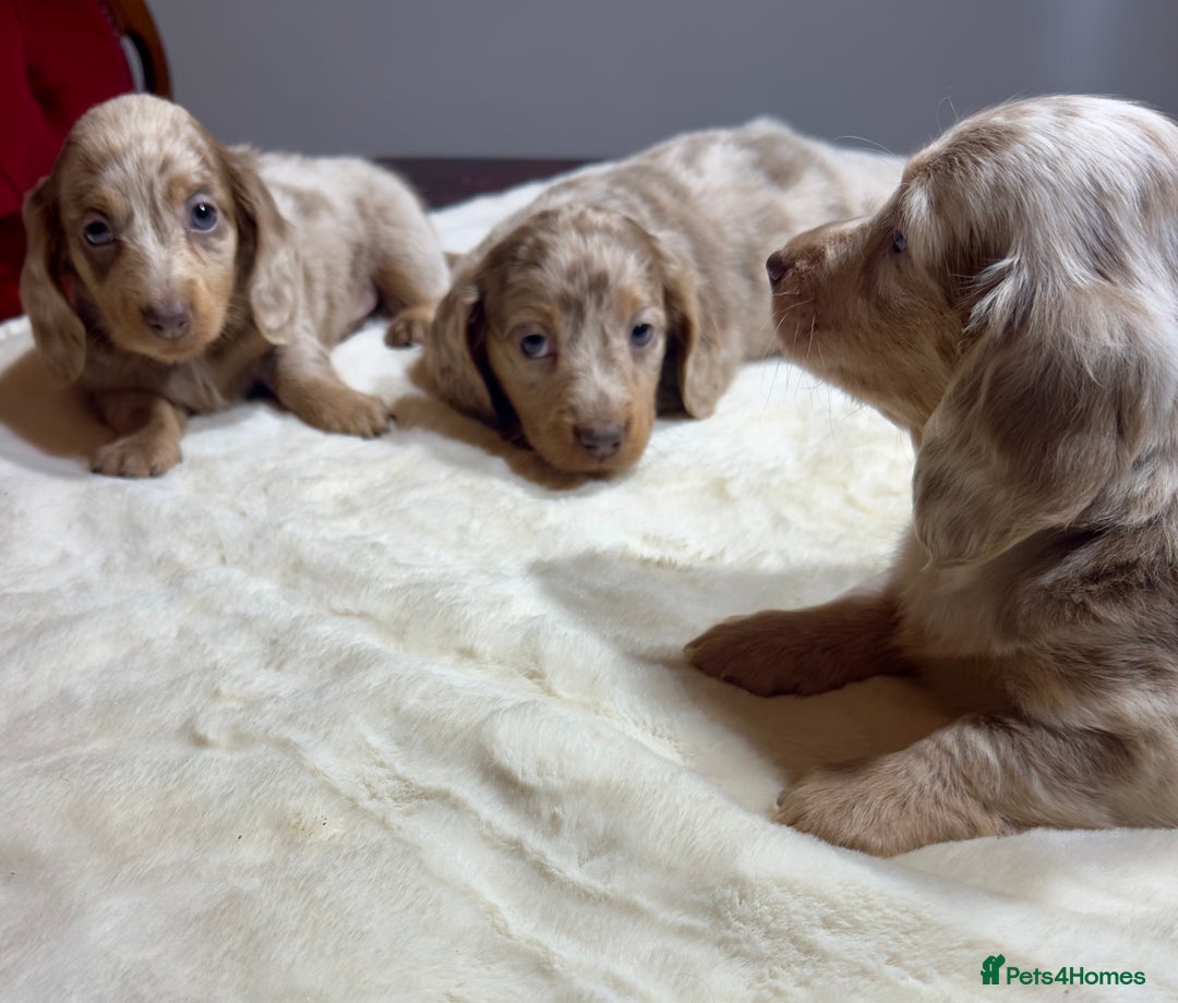 Miniature Dachshund dogs for sale: Dachshund miniature long hair - Advert 28