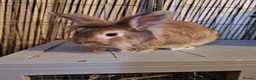 Lionhead rabbits for sale: Bonded sister lionheads in Deeside - Advert 3