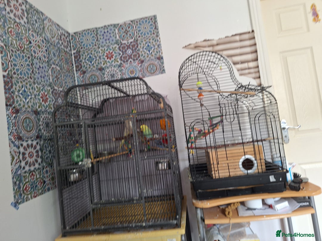 Parrots birds for sale: 4 sweet parrots - not sold separately. - Image 2