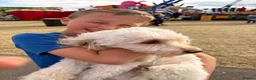 Cockapoo dogs for stud: Mrs Nicola weites in Hartlepool - Advert 5