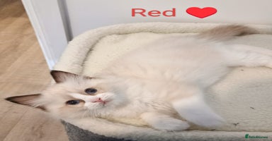 Ragdoll cats - Advert 9