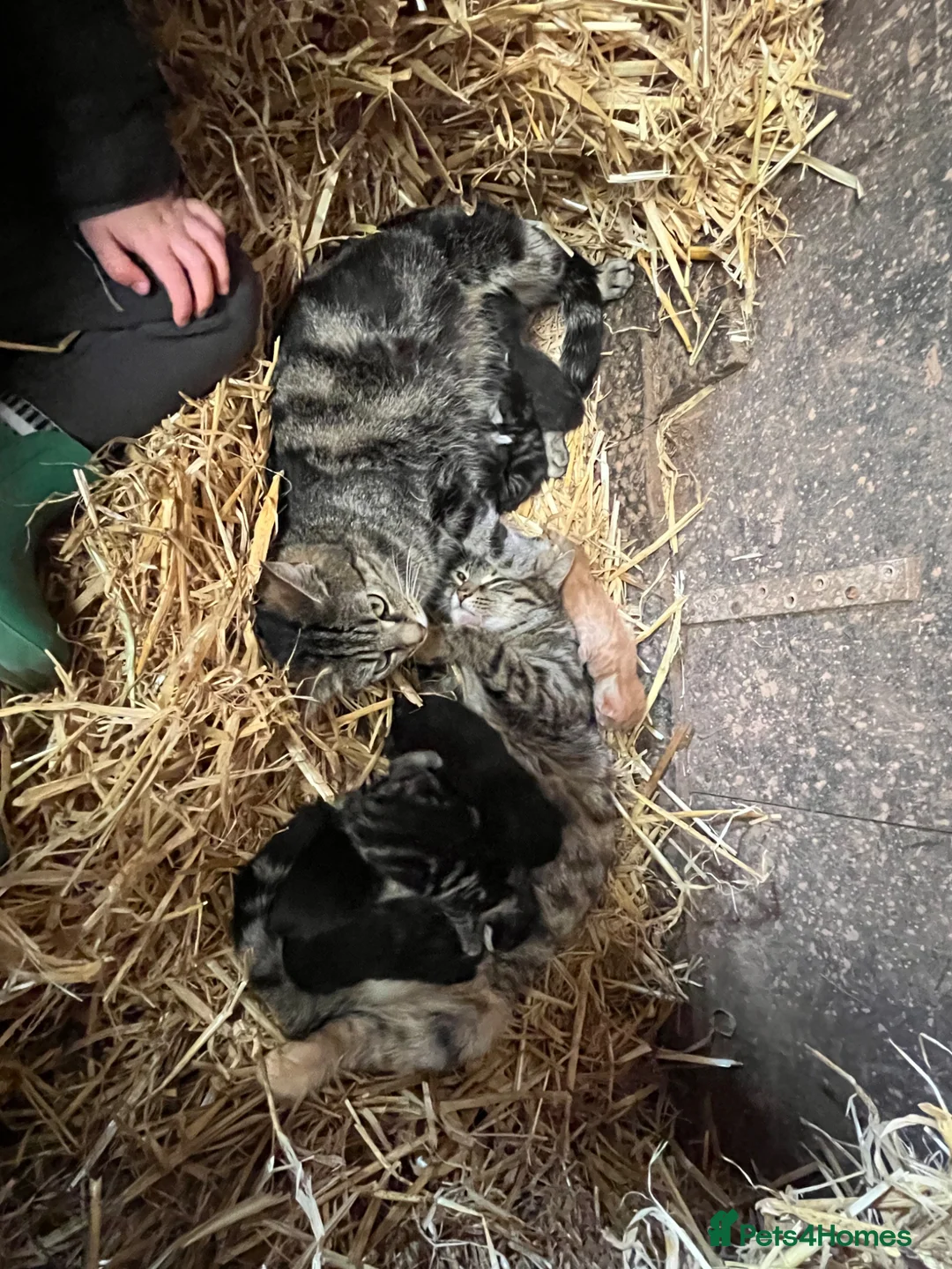 Mixed Breed cats for sale: Yard cats - Advert 9
