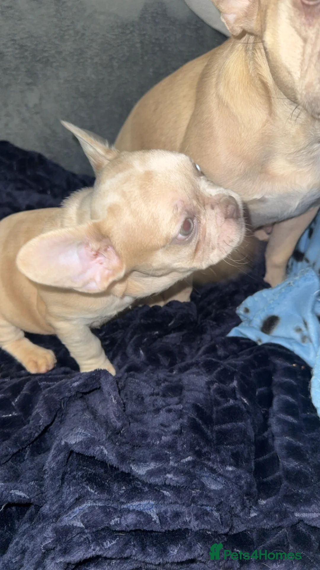 French Bulldog dogs for sale: Vaccine and Micro Chipped French Bulldog Puppies - Advert 5