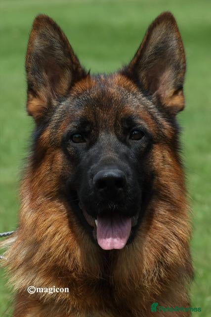 German Shepherd dogs German Shepherd Pups - Advert 2