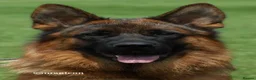 German Shepherd dogs for sale: German Shepherd Pups - Advert 2