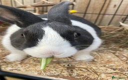 Dutch rabbits for sale: Male rabbit  - Advert 4