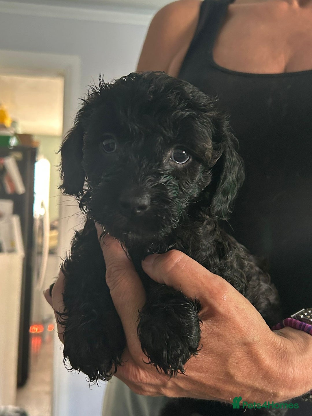 Mixed Breed dogs for sale: final reduction to find forever home  - Image 8