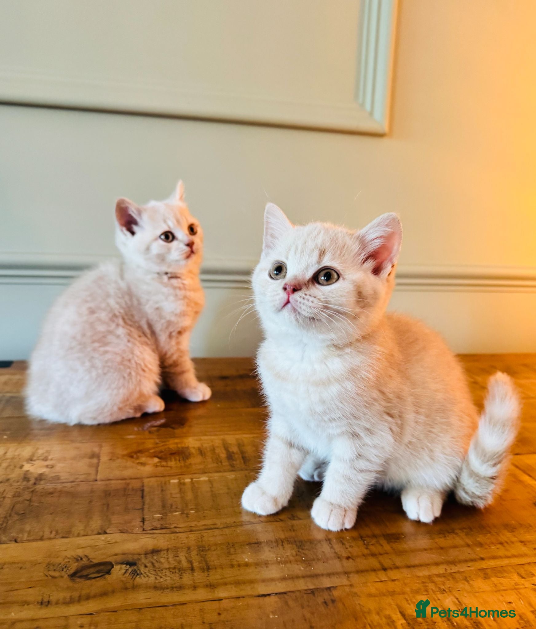 British Shorthair cats 🐾 Our Adorable GCCF Kittens are 9 Weeks Old! 🐾 - Advert 4