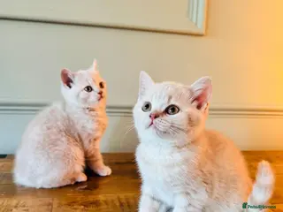 British Shorthair cats 🐾 Our Adorable GCCF Kittens are 9 Weeks Old! 🐾 - Advert 2