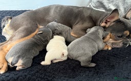 French Bulldog dogs for sale: French bull dog puppies  - Image 1