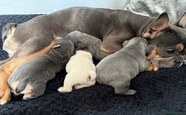 French Bulldog dogs - Advert 15