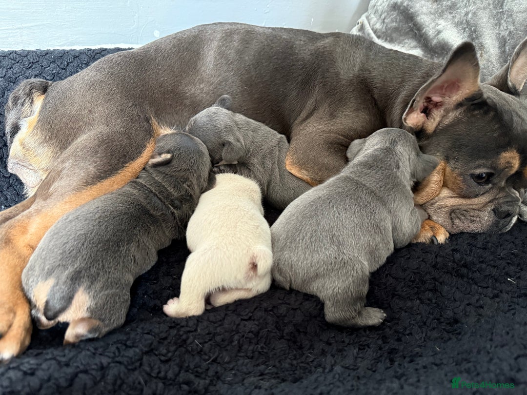 French Bulldog dogs for sale: French bull dog puppies  - Image 1