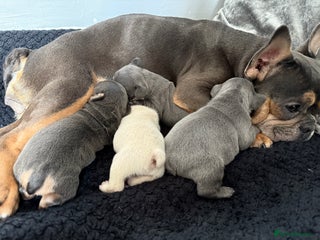 French Bulldog dogs - Advert 27