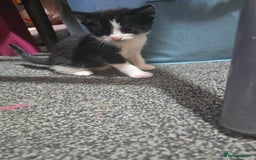 Mixed Breed cats for sale: Kittens looking for forever home - Advert 5