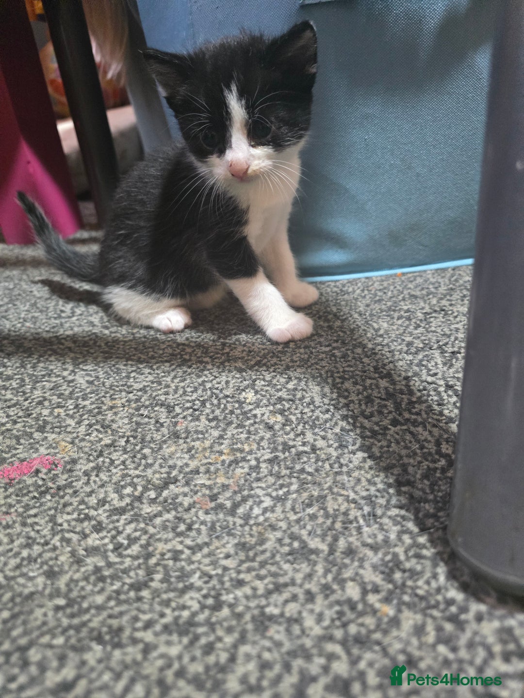 Mixed Breed cats for sale: Kittens looking for forever home - Advert 5