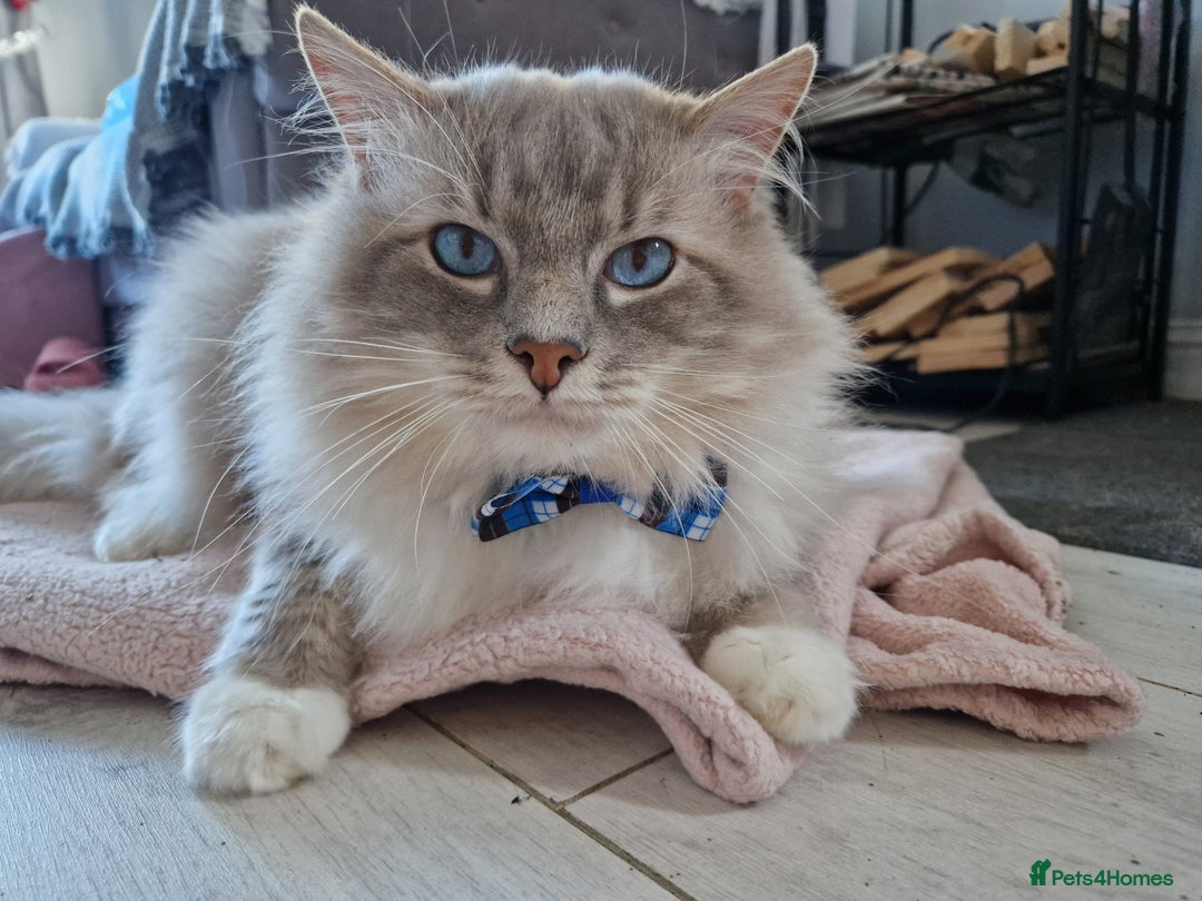 Ragdoll cats for stud: Handsome blue lynx Ragdoll for stud in Bathgate - Image 8