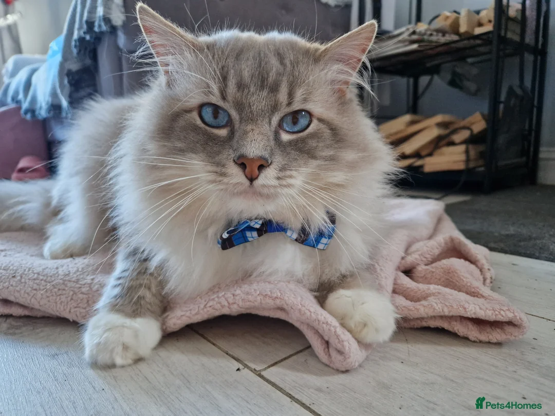 Ragdoll cats for stud: Handsome blue lynx Ragdoll for stud in Bathgate - Advert 9