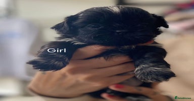 Shih Tzu dogs - Advert 9