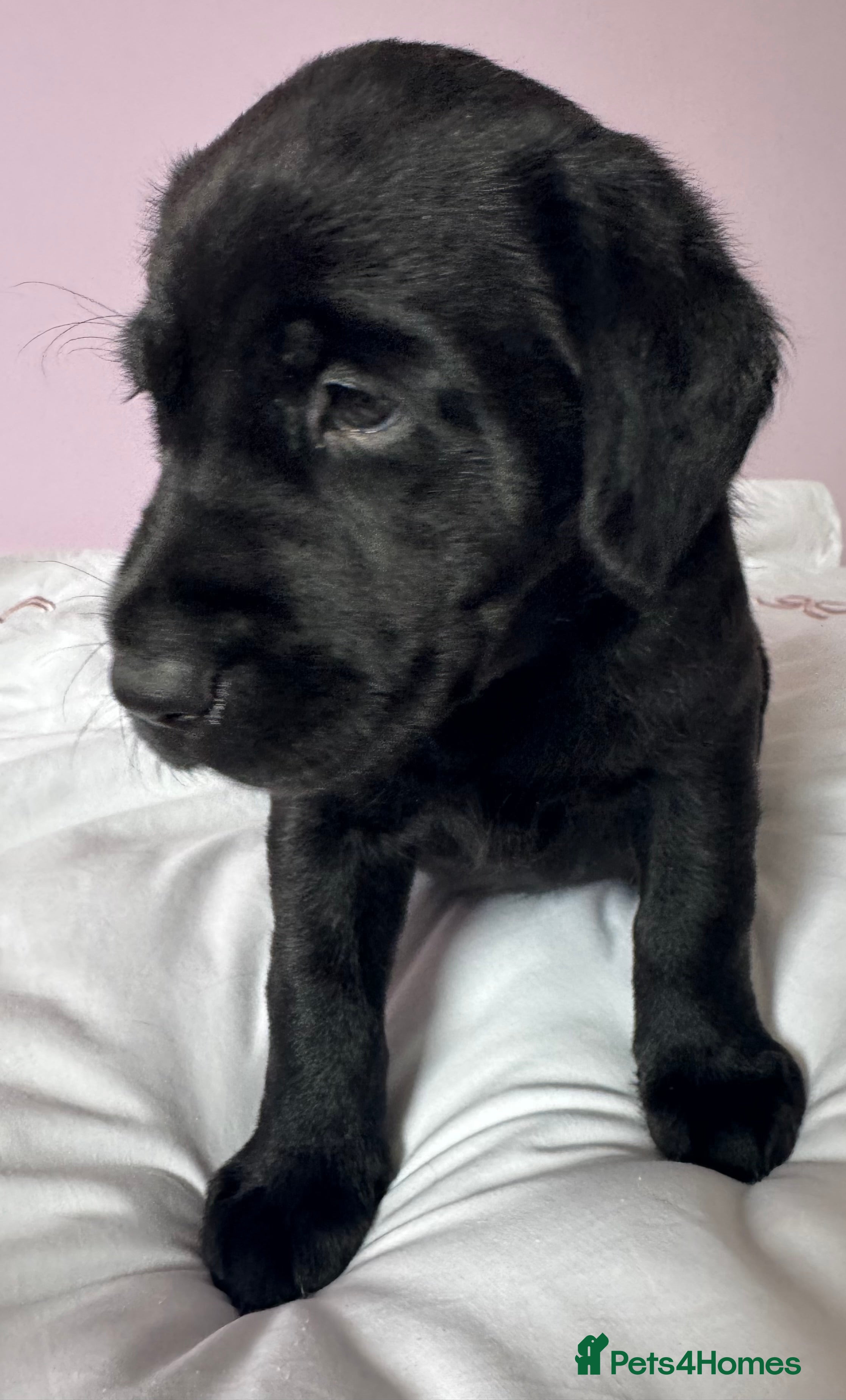Labrador Retriever dogs for sale: Labrador pups fox red and black  - Advert 4