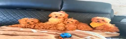 Maltipoo dogs for sale: Exquisite f1 toy Maltipoo teddy bears  - Advert 1