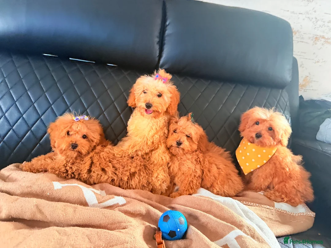 Maltipoo dogs for sale: Exquisite f1 toy Maltipoo teddy bears  - Advert 1