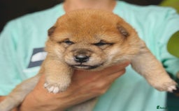Japanese Shiba Inu dogs for sale: KC reg Japanese Shiba Inu puppies  - Image 13