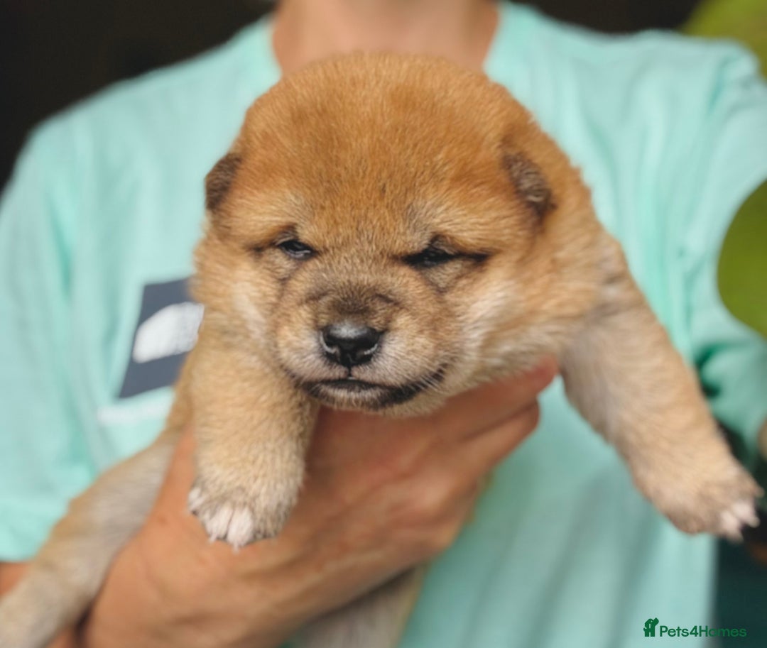 Japanese Shiba Inu dogs for sale: KC reg Japanese Shiba Inu puppies  - Image 13