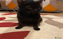 Mixed Breed cats for sale: 4 Black + Black and white kittens for sale! - Image 10