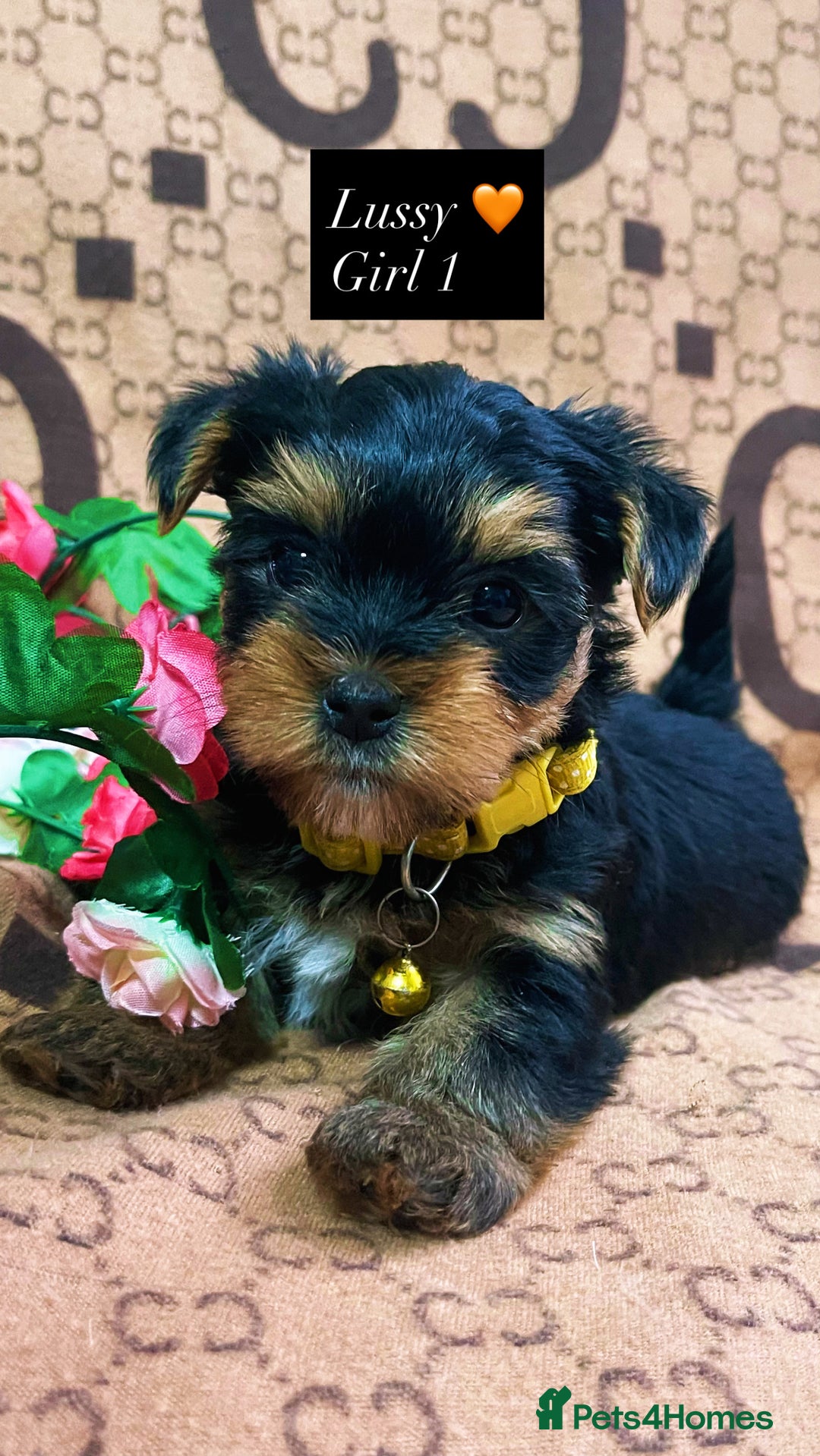 Yorkshire Terrier dogs for sale: Beautiful Yorkshire Terrier Puppies  - Advert 11