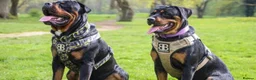 Rottweiler dogs for sale: Rottweiler pups looking for homes  - Advert 17