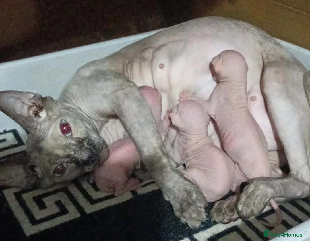 Sphynx cats for sale: ADORABLE PEDIGREE MALE SPHYNX KITTENS  - Advert 4