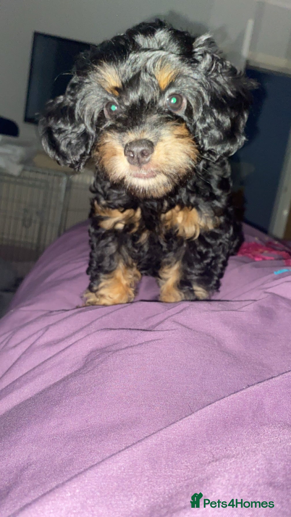 Cockapoo dogs F1b cockapoos x2 girls READY NOW!  - Advert 2