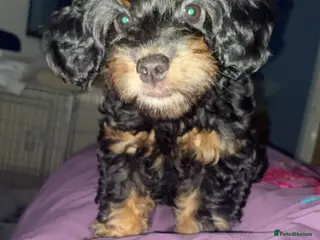 Cockapoo dogs F1b cockapoos x2 girls READY NOW! - Advert 1