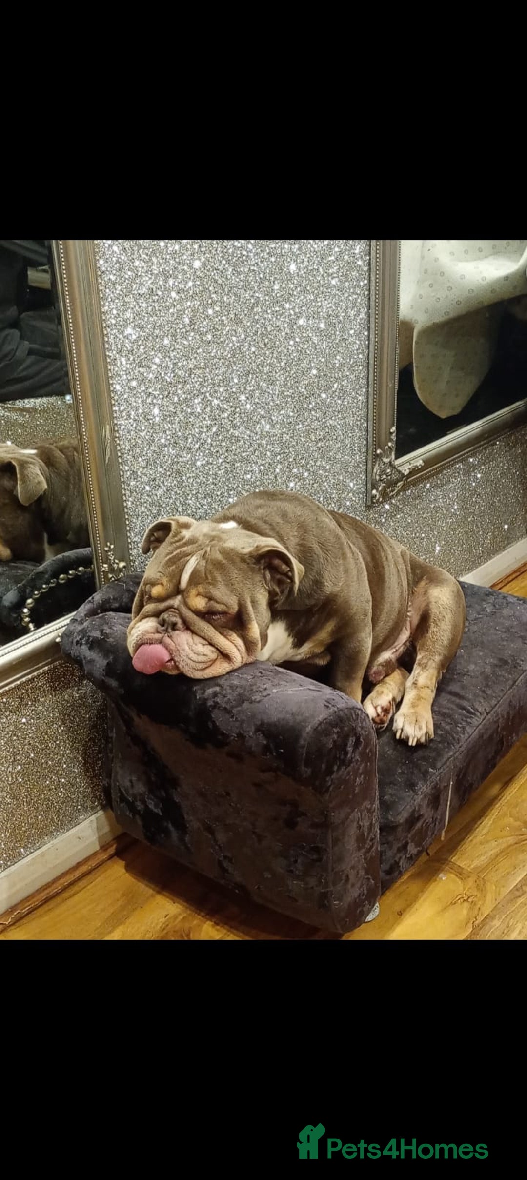 English Bulldog dogs for sale: English bulldog - Advert 1