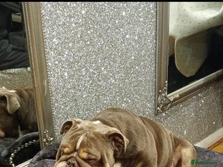 English Bulldog dogs English bulldog - Advert 4