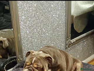 English Bulldog dogs English bulldog - Advert 5