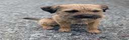 Border Terrier dogs for sale: Magnificent quality border terriers  - Advert 12