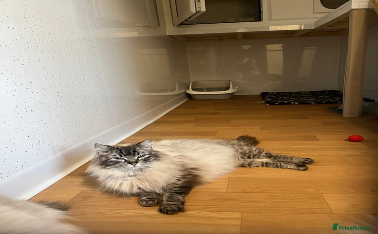 Ragdoll cats - Advert 2