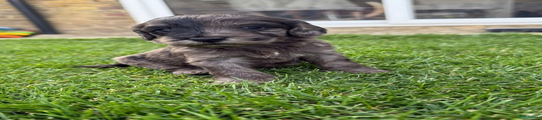 Cockapoo Puppy 4