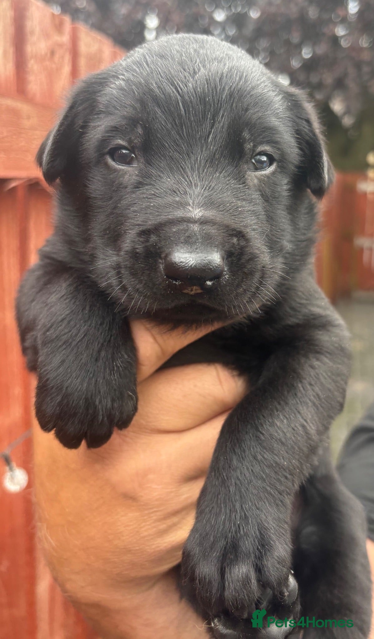 Belgian Shepherd Dog dogs Belgian Malinois puppies - Advert 2