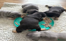 French Bulldog dogs for sale: Exclusive French Bulldog Puppies - Image 20